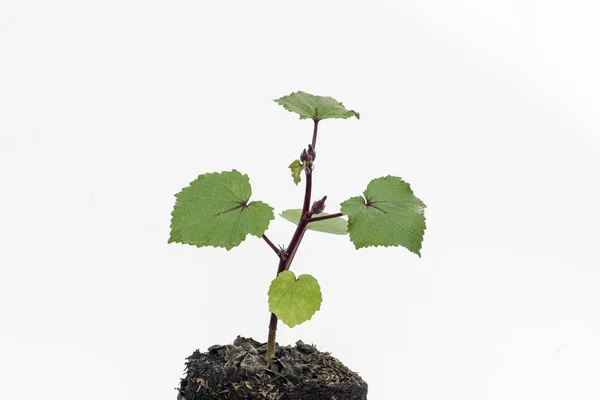 Okra Lady Fingers Plant Polybag White Background — Stok Foto