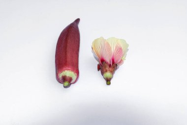 Fresh okra leaf flower isolated on white background, purple okra