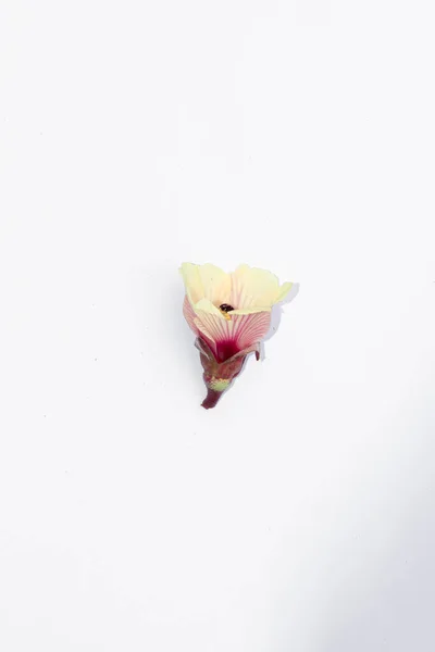 Okra ( Lady Fingers ) flowers on a white background