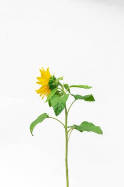 Beyaz arkaplanda izole edilmiş ayçiçeği çiçeği