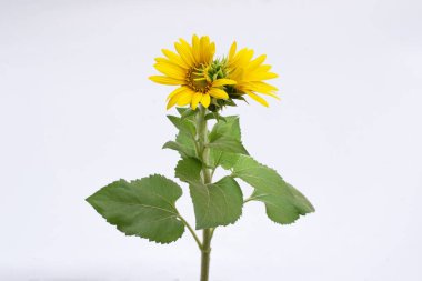 Beyaz arkaplanda izole edilmiş ayçiçeği çiçeği
