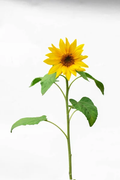 Flower of sunflower isolated on white background