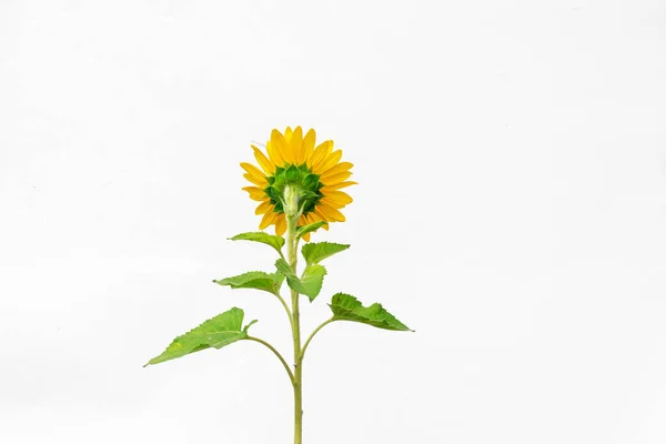 Flower of sunflower isolated on white background