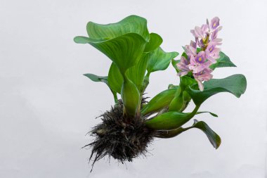 Su sümbülü beyaz arkaplanda izole edildi