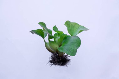 Su sümbülü beyaz arkaplanda izole edildi