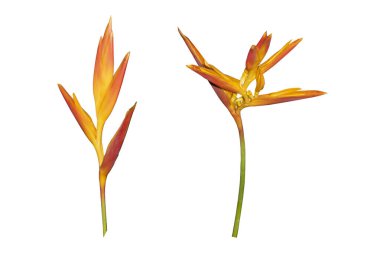 Heliconia psittacorum çiçekleri, beyaz arka planda izole tropik çiçekler