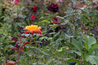 Gül çiçeği gül bahçesinde açar