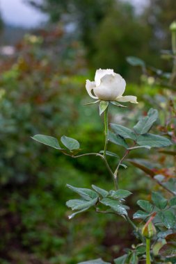 Gül çiçeği gül bahçesinde açar