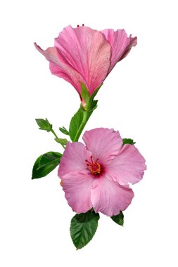 Beyaz arkaplanda Hibiscus rosa-sinensis çiçeği