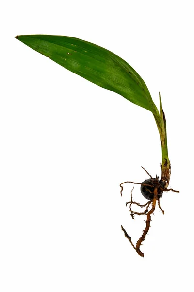 Plántulas Árbol Elaeis Fondo Blanco — Foto de Stock