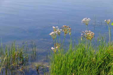 Nehir kıyısında Çiçekli Hücum (Butomus umbellatus)
