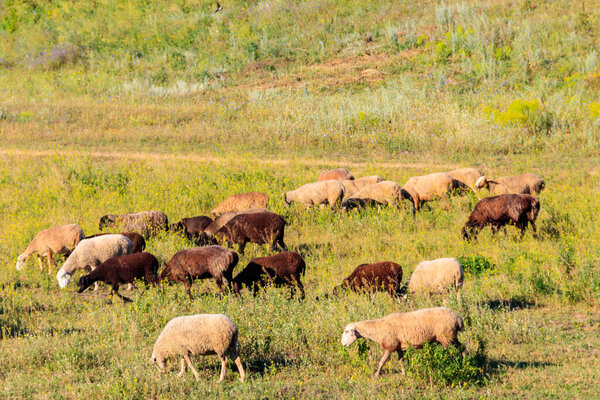 Flock of sheep grazing on a green meadow