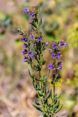 Hyssop 'un Mor Çiçeği (Hyssopus officinalis) bir çayırda