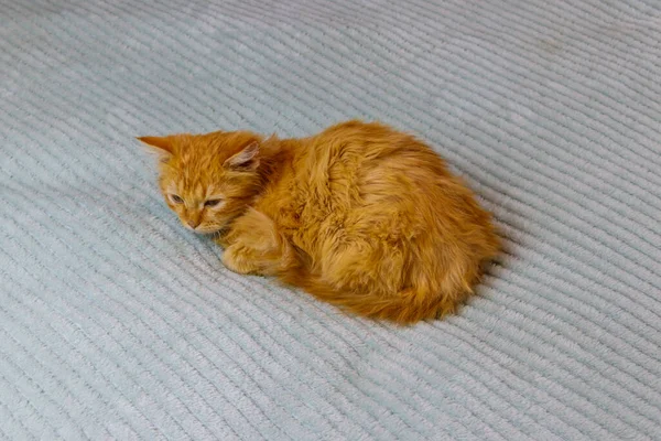 家のベッドの上の生姜猫 — ストック写真