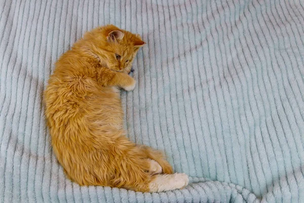 Рыжий Котёнок Играет Игрушкой Мышкой Кровати — стоковое фото