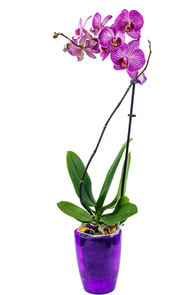 Orchid Phalaenopsis Flower Pot Isolated White Background — Stock Photo, Image