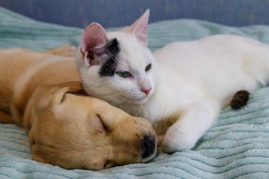 Küçük şirin labrador köpek yavrusu ve yatakta genç bir kedi. Evcil hayvanların dostluğu