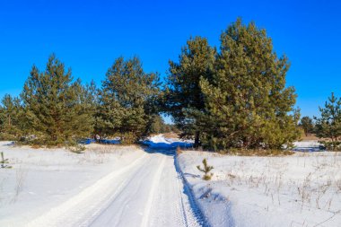 Kışın çam ormanlarında karlı kırsal yol