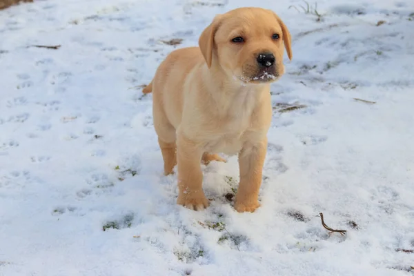 Mały Cute Labrador Retriever Szczeniak Białym Śniegu — Zdjęcie stockowe