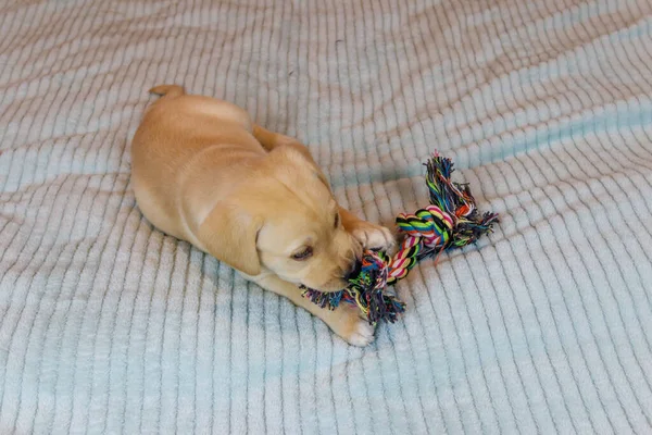 Labrador Retriever Puppy Playing Colorful Rope Toy — Stock Photo, Image