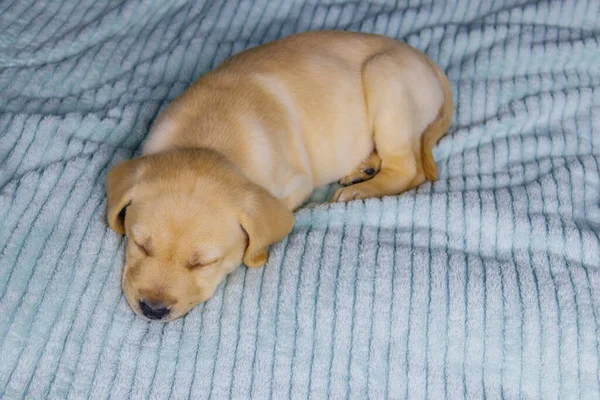 Malé Roztomilé Labrador Retrívr Štěně Pes Spí Posteli — Stock fotografie