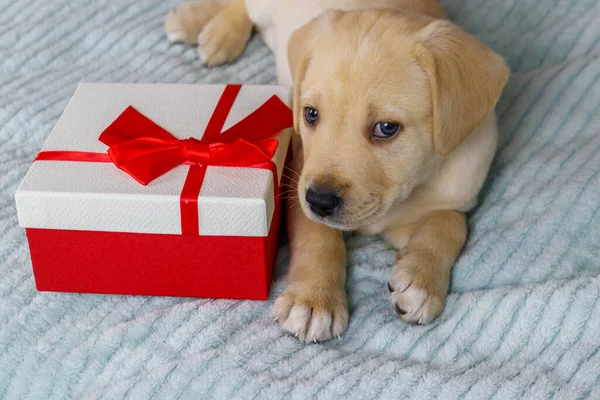 Mały Cute Labrador Retriever Szczeniak Pudełko Prezent Łóżku — Zdjęcie stockowe