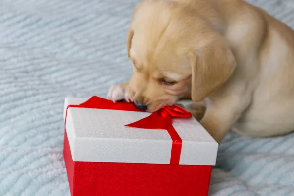 Pequeno Bonito Labrador Retriever Cachorro Cão Com Caixa Presente Uma — Fotografia de Stock