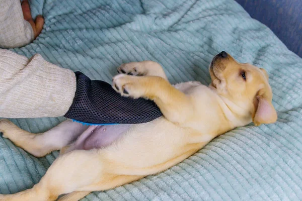 Mężczyzna Rękawicą Pielęgnacji Zwierząt Szczotkuje Futro Szczeniaka Labradora Retrievera — Zdjęcie stockowe
