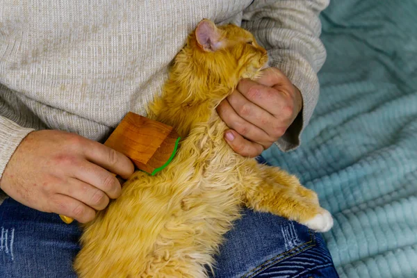 Man with a pet slicker brush brushing a fur of fluffy ginger cat