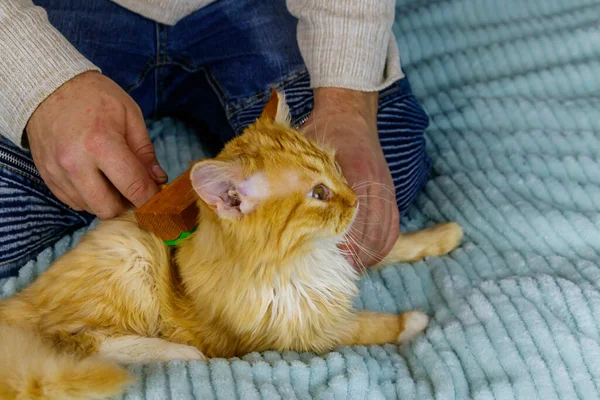 Man with a pet slicker brush brushing a fur of fluffy ginger cat