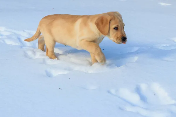 Mały Cute Labrador Retriever Szczeniak Białym Śniegu — Zdjęcie stockowe