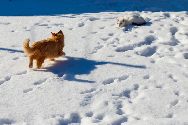 两只可爱的小猫咪在白雪中玩耍 — 图库照片