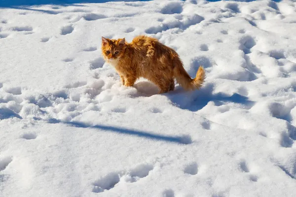 白い雪の中でかわいい生姜猫 — ストック写真