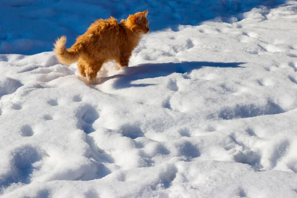 Roztomilý Zázvor Kočka Bílém Sněhu — Stock fotografie