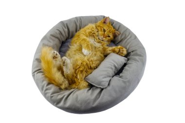 Kızıl kedi beyaz arka planda izole bir şekilde evcil hayvan yatağında yatıyor.