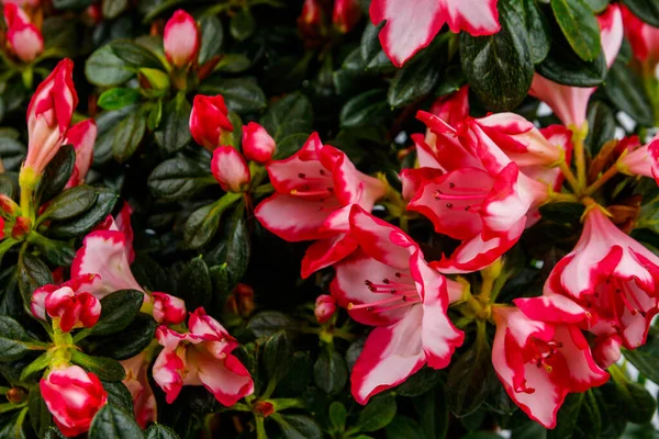 Background Blooming Pink Azalea Flowers — Stock Photo, Image