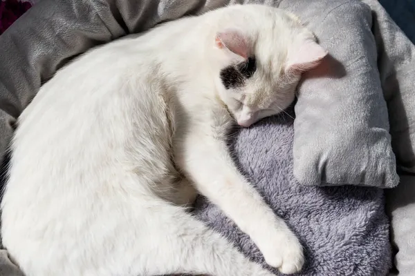 Белая Кошка Лежит Своей Мягкой Уютной Кошачьей Кровати — стоковое фото