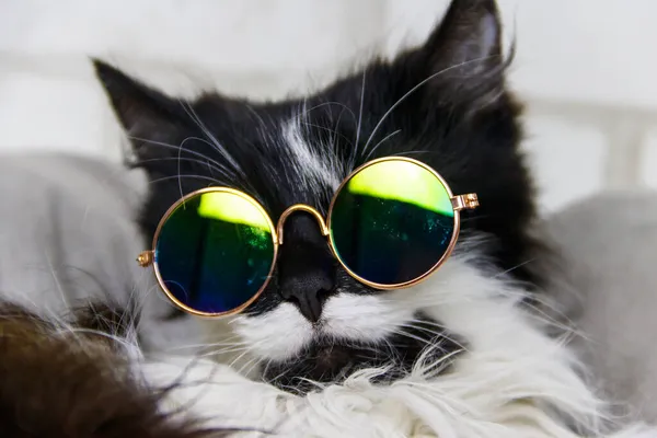 Retrato Hermoso Gato Esponjoso Lindo Con Gafas Sol — Foto de Stock