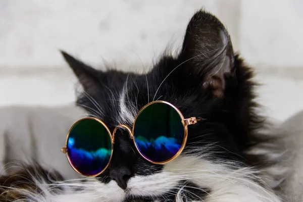 Portrait Beautiful Cute Fluffy Cat Wearing Sunglasses — Stock Photo, Image