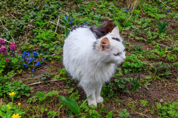 かわいい猫で緑の草の上に草原 — ストック写真
