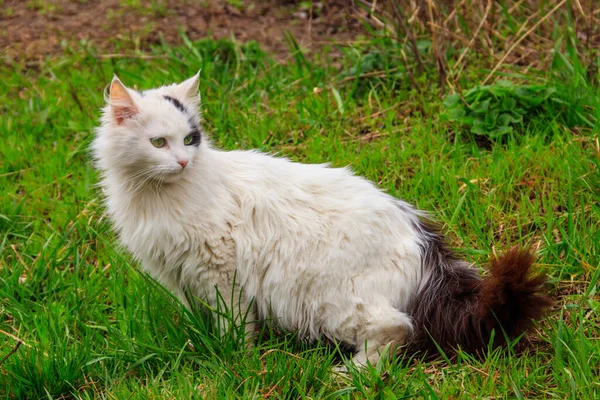 在草地上绿草中可爱的猫 — 图库照片