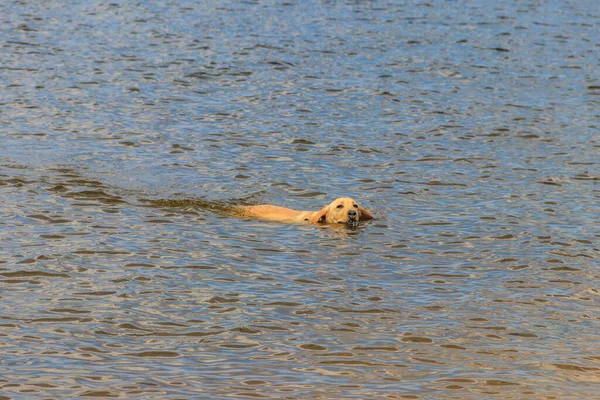 Söt Labrador Retriever Valp Simmar Flod — Stockfoto