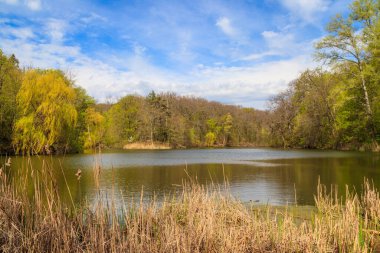 Yeşil bir ormanda güzel bir göl manzarası