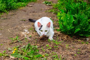 Beyaz kedi çimenlerde bir fare yakaladı.