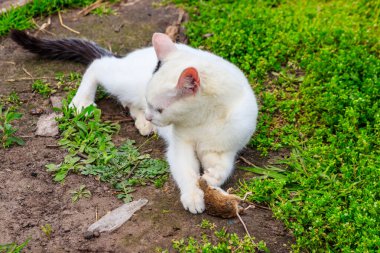 Beyaz kedi çimenlerde bir fare yakaladı.