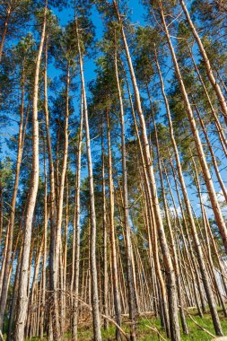 Güneşli bir günde çam ormanı manzarası