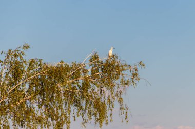 Ağaç dalında küçük bir balıkçıl