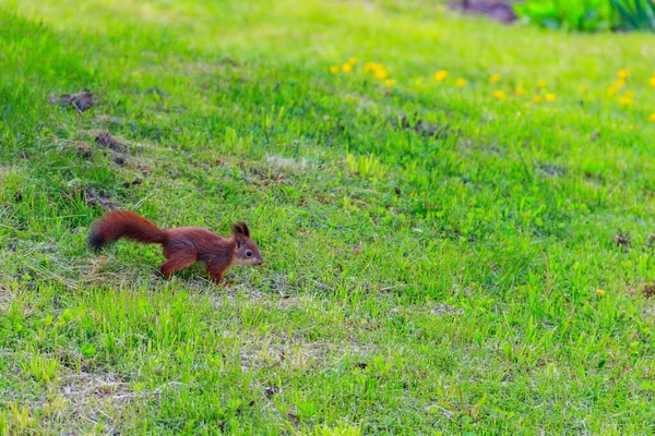 귀여운 다람쥐 — 스톡 사진