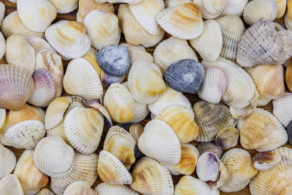 貝殻の背景 夏休みのコンセプト — ストック写真