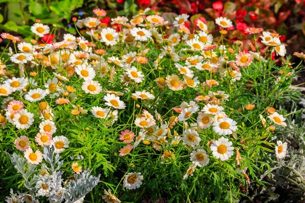 Weiße Kamille Blüht Frühling Garten — Stockfoto